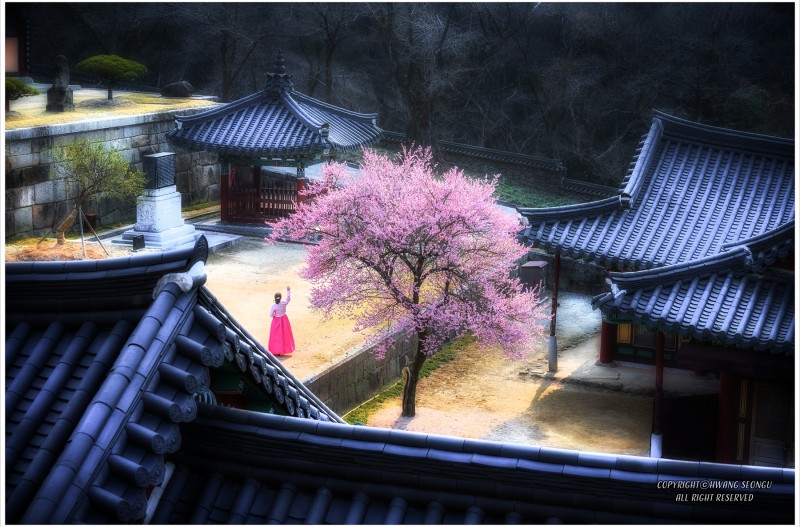 고찰의 홍매화