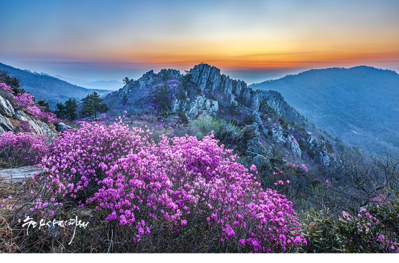 주작산의 봄