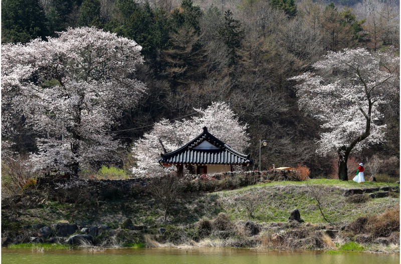 병연정의 봄