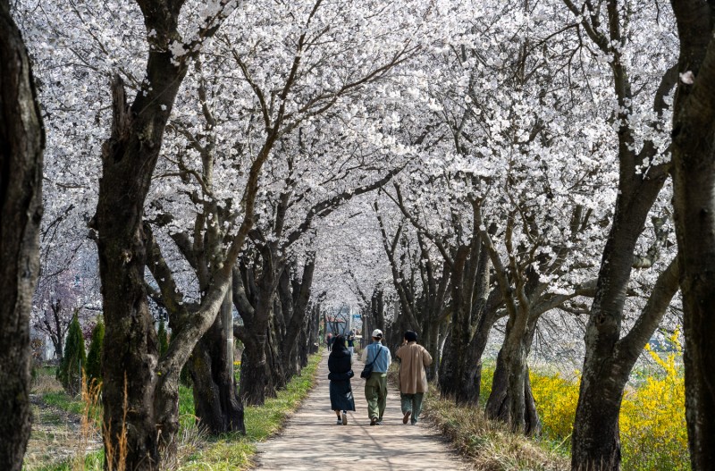 벚꽃과 개나리