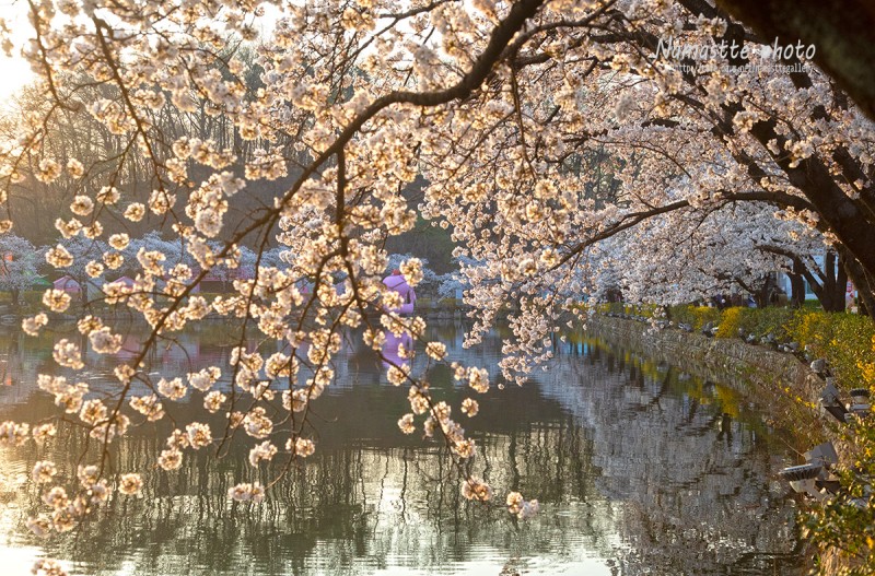 연화지