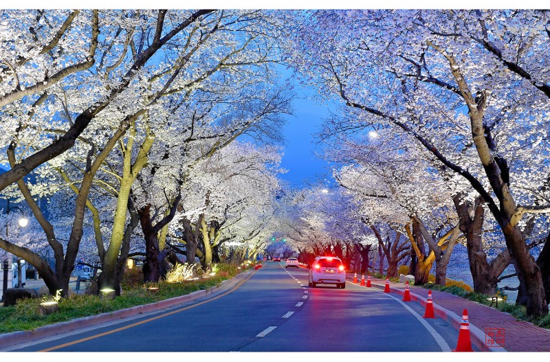형산강 벚꽃길