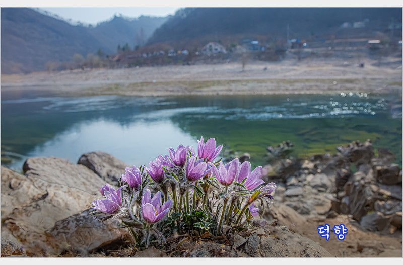 동강할미꽃
