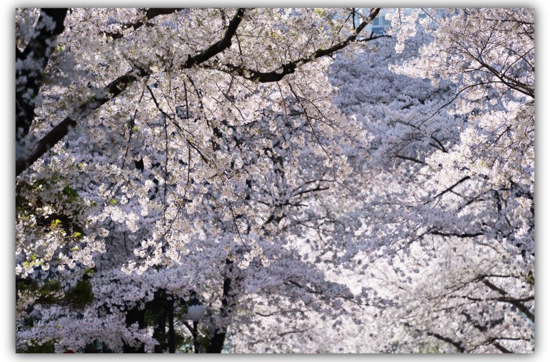 삼상아파트 벚꽃