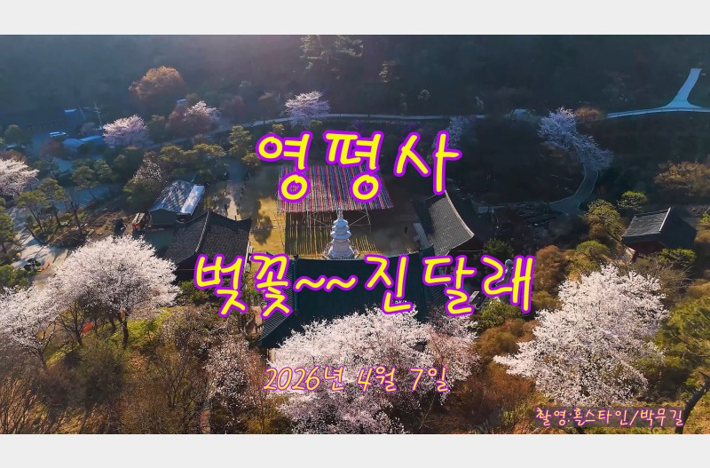 영평사 벗꽃