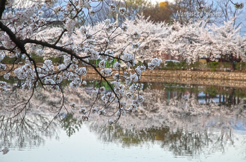 연화지