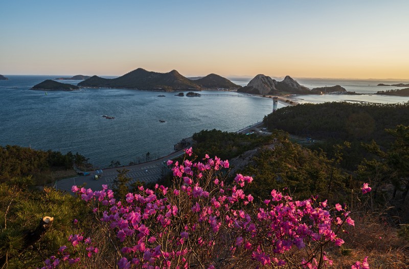 고군산진달래