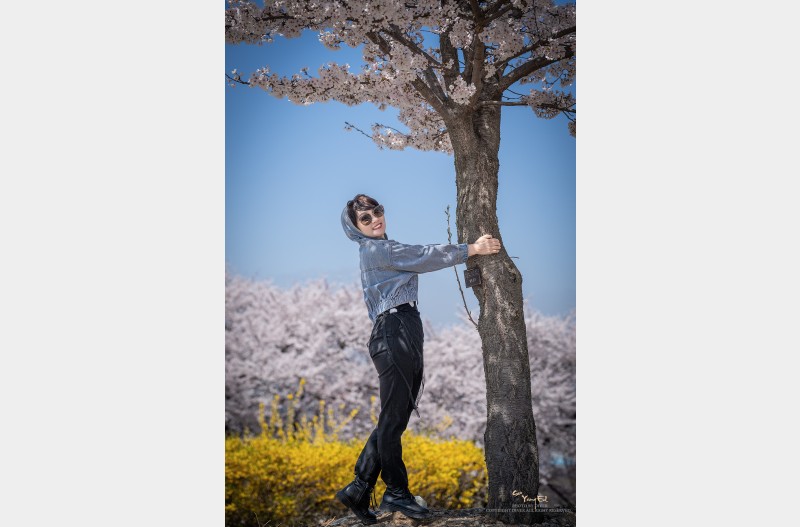 벚꽂에 안긴 하루