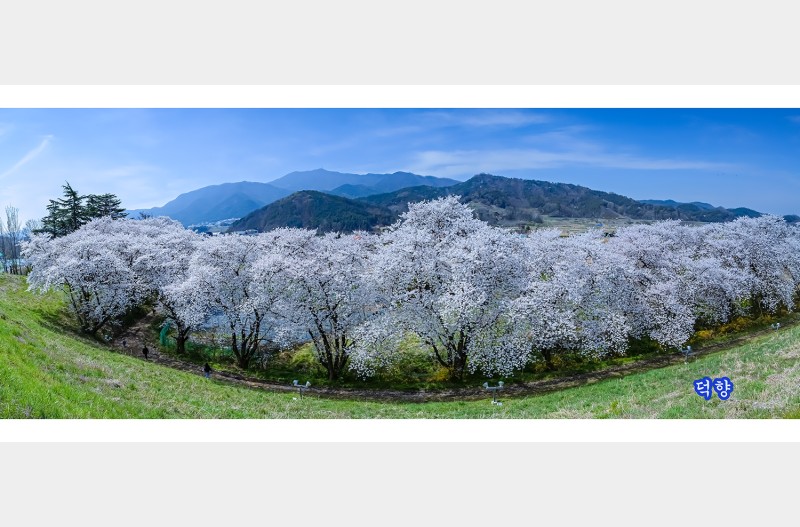 구이저수지 벛꽃