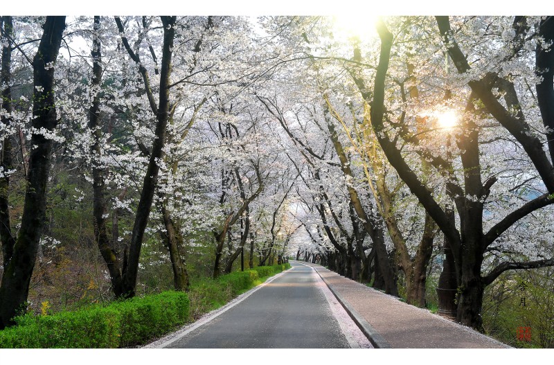 인적 없는 벚꽃길