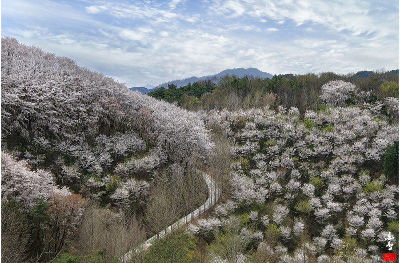 산벚