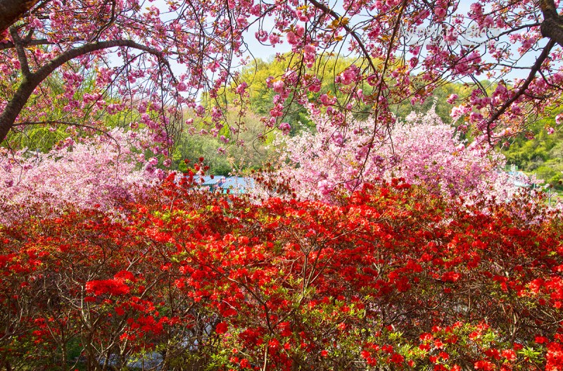 꽃동산