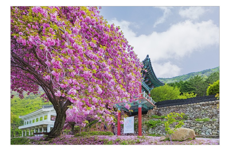 사찰의 봄