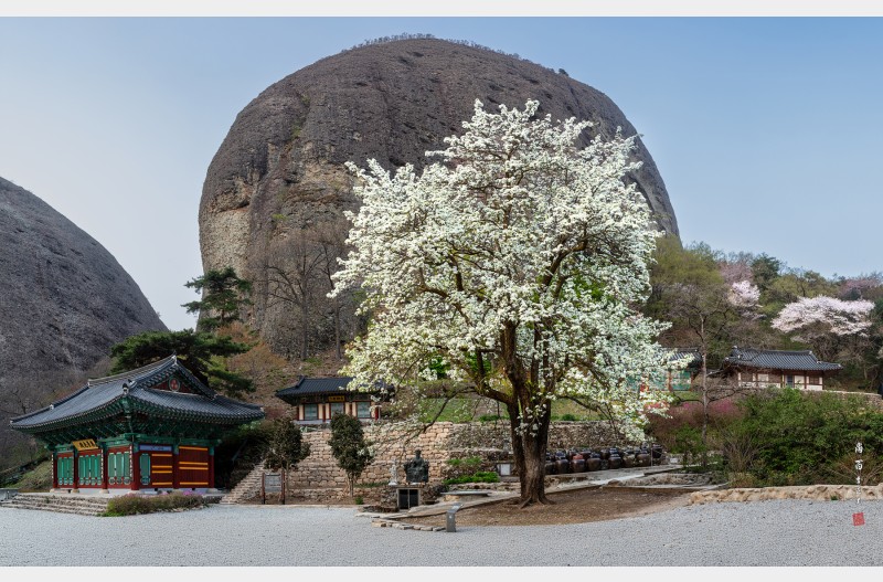 사찰의 봄