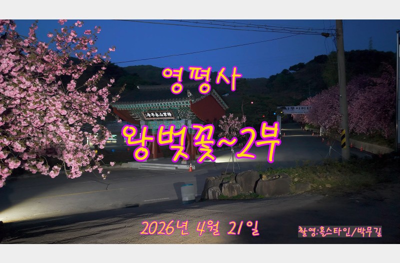 영평사왕벚꽃2부