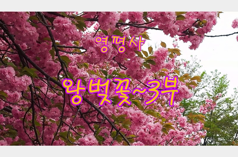 영평사왕벚꽃3부