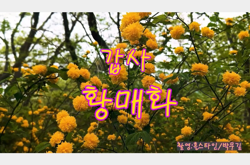 갑사 황매화 만개