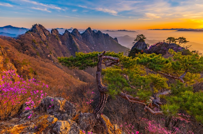 구봉산 소나무