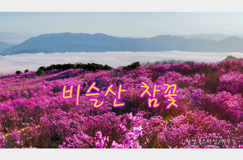 비슬산 참꽃
